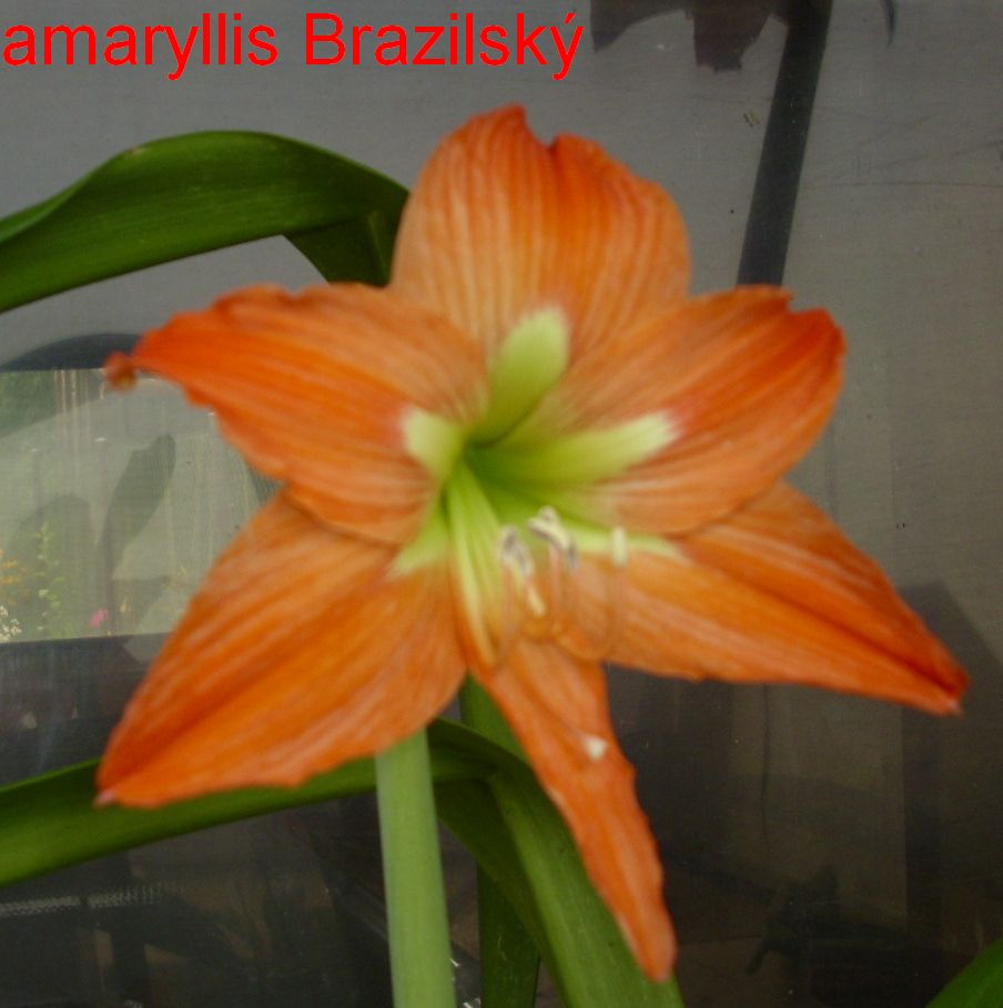amaryllis Brazilsky 1